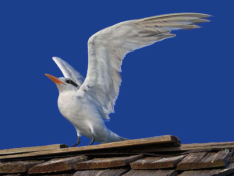 Royal Tern Ready for Takeoff 1a   P O'Malley